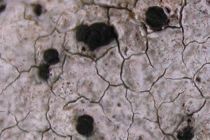 Toninia episema